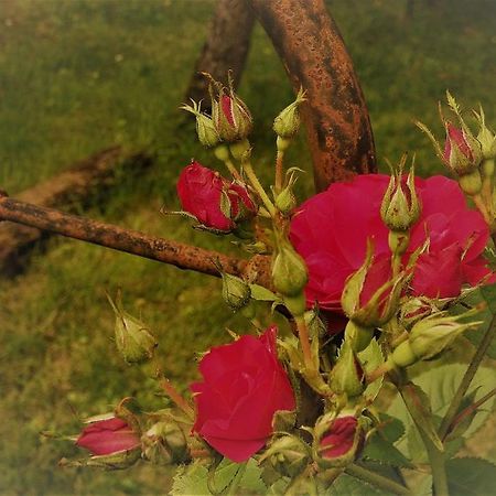 Bastida De Beata Bed & Breakfast Noailles  Luaran gambar